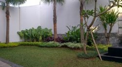 tukang taman serpong