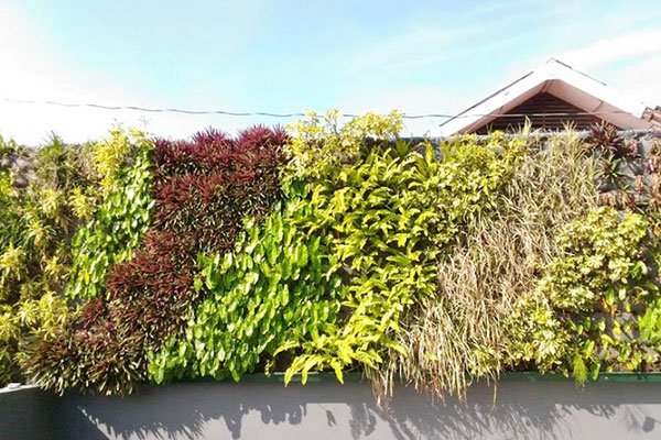 tukang taman vertikal depok
